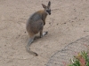 kangourou Nowra park (3).jpg